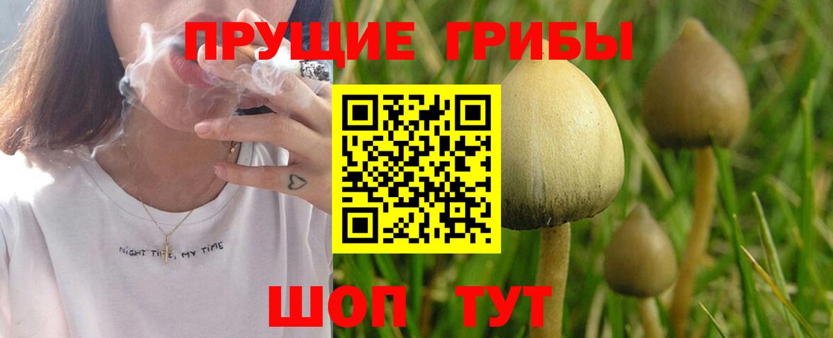 Галлюциногенные грибы GOLDEN TEACHER  Вход с VPN  Псилоцибиновые грибы Psilocybine cubensis  цены   Дивногорск 